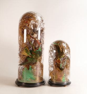 Lot-1500-Two-Victorian-Ornithological-Taxidermy-studies-exotic-birds-in-flight Two glass domes containing Victorian Ornithological Taxidermy studies of exotic birds in flight