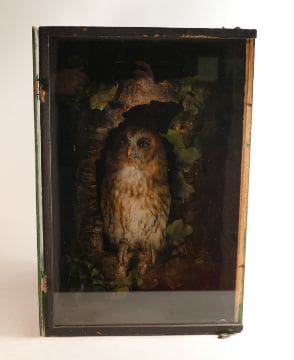 A Tawny Owl Taxidermy study housed in a wooden crate