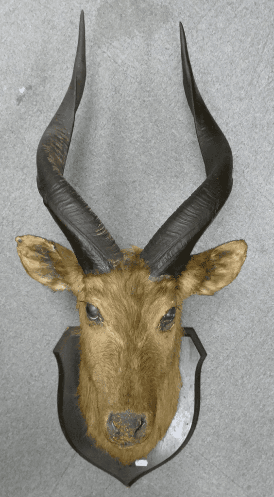 Taxidermy - Cape Bushbuck mounted head: Rowland Ward The Jungle Label to rear, height from tip of horns to tip of shield approx 95cm.