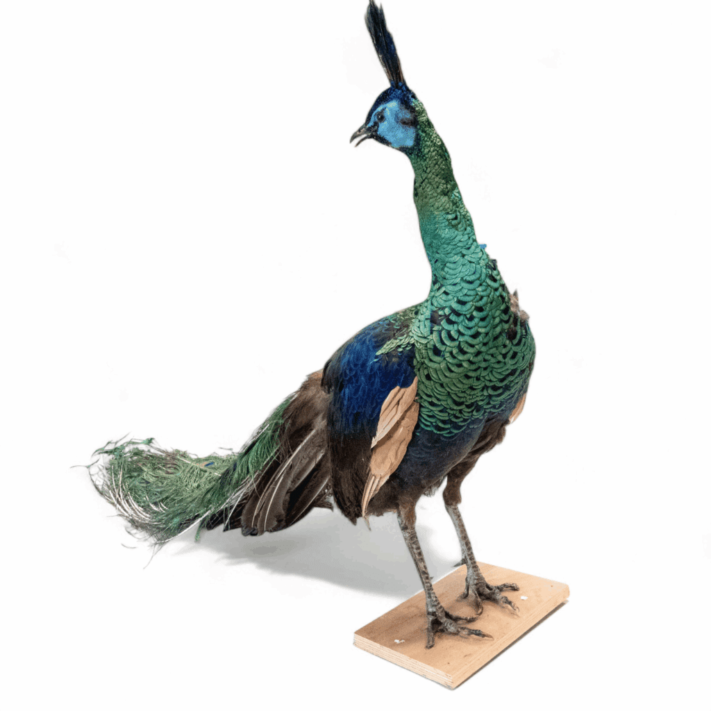 Large Taxidermy rare Java Green Peacock with glass eyes and his magnificent train intact standing on a wooden plinth H:-79cm.